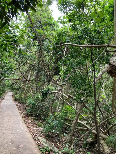 Quben - Chłop chodzi po lesie w Australii i nawet tutaj natura daje mu znaki żeby wal...