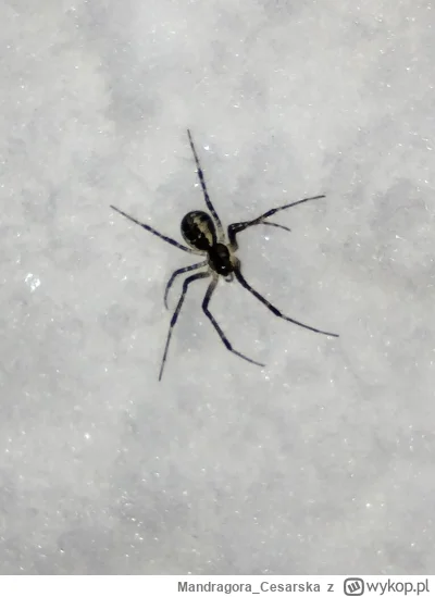Mandragora_Cesarska - Wie ktoś co to za pająk? Znalazłem kilka łażących po śniegu w G...