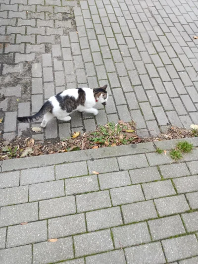 HADESP2K - @simpiara: