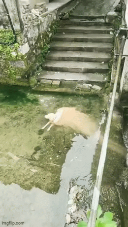 wfyokyga - Piesiu się rozpuszcza