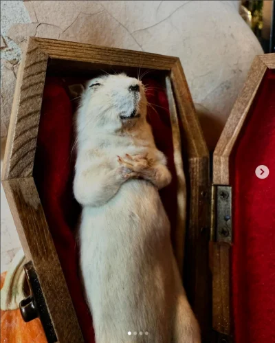 schnippenschnappen - @szyderczyszczur: ʕ•ᴥ•ʔ