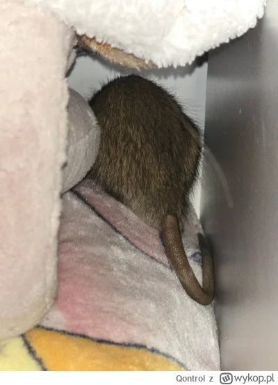 Qontrol - Jak pozbyć się szczura? 

Mam w łazience (zwykły dom) stary odpływ z pralki...