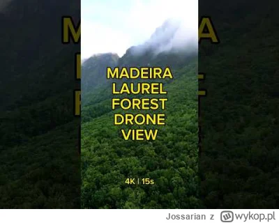 Jossarian - @starykawaler01: Liść z drzewa lurowego. Na Maderze są tego całe lasy ...