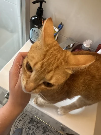 anatomicznedelfinh - #przegryw