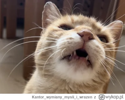 Kantorwymianymysliiwrazen - @boryz0: Nie znacie się, to jest @smuteczek2000s ヽ( ͠°෴ °...