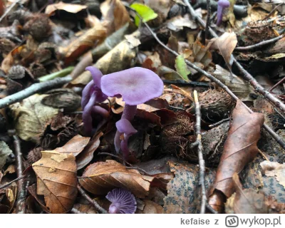 kefaise - Lakówka ametystowa (Laccaria amethystina (Huds.) Cooke) 
Bardzo ładny grzyb...