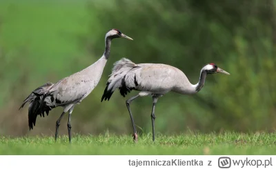 tajemniczaKlientka - #slubodpierwszegowejrzenia zagadka sezonu