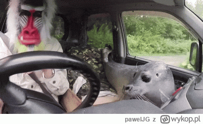 pawelJG - Piątunio wieczór... Ja #wygryw zabieram swoją foczkę do miasta.
A wy co? Da...