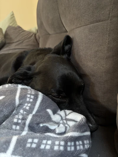 wybryk_natury - @Pietruchoowy akurat dzisiaj to ja jestem ta kichająca 

a Wikuś zasp...