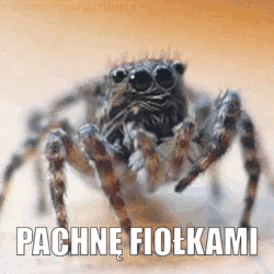 patryk-wuwuw - #rozkminy #pajaki #owady

Zastanawialiście się nad tym, jak pachną mał...