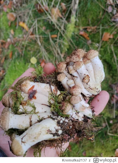 Kremufka2137 - @Kremufka2137