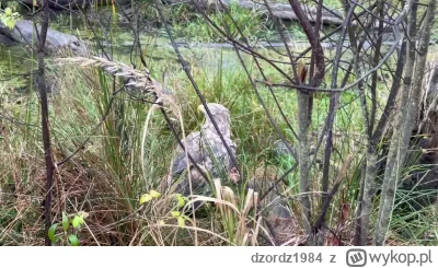 dzordz1984 - Zobaczcie co dzisiaj na spacerze spotkałem! Bielik jedzący sarnę na śnia...