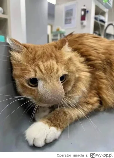 Operator_imadla - Pioter zamieniłem się w kota! #nosaczsundajski