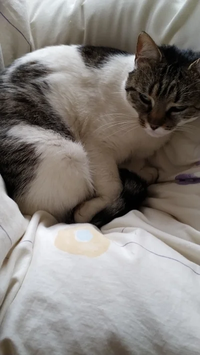 E.....6 - Plusiki dla Jetty. Kot mojej babci. Kot wiejski, piezynowy i ma depresję. S...