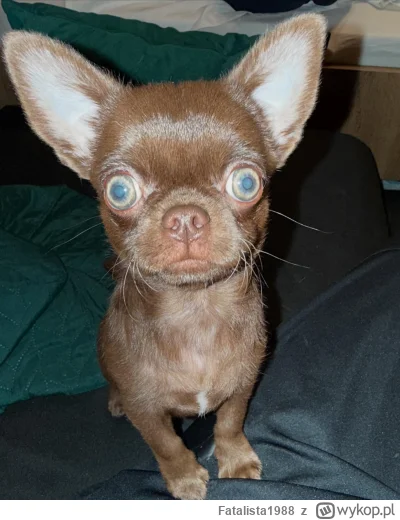 Fatalista1988 - O k---a, o tym Magusiem o ścianę rzucił? Dalej nie oglądam, masakra!
...