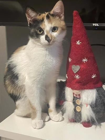 Frank_Parker2 - Świąteczne kitku życzy wam udanych prezentów na Mikołaja
#koty #pokaz...