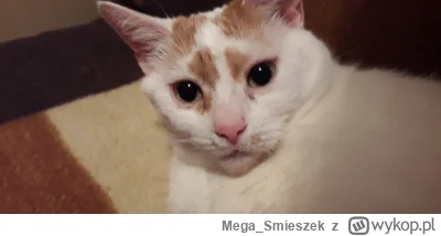 Mega_Smieszek - Czy mogie wysłać pieniążki gdzieś na chore kotki? ᶘᵒᴥᵒᶅ

#koty #kocha...