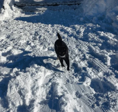 WR9100 - Puchaty gospodarz schroniska na Skrzycznem

#koty #kitku #gory