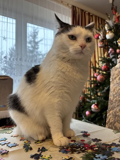 cutecatboy - Mój ulubiony rodzaj wpisów na tagu #pokazkota to jak ktoś wstawia zdjęci...