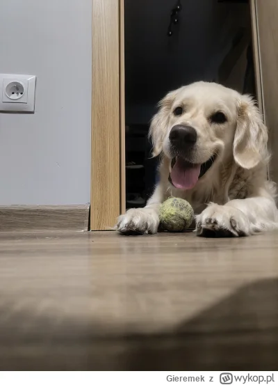 Gieremek - Dzień dobry (｡◕‿‿◕｡)
#psiarze #psy #smiesznypiesek #pokazpsa