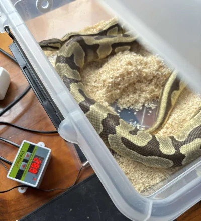 Czappyn - #terrarystyka moja dzisiejsza zdobycz z giełdy terrarystycznej  i powrót do...