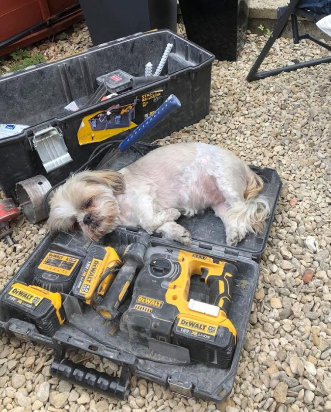 HorrorystycznyDemonPagona - Dopiero 10:00, a Fredi Kamionka Gmina Burzenin już n-----...