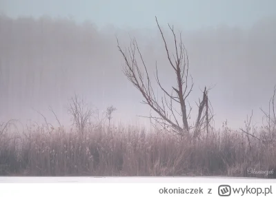 okoniaczek - Jakoś w połowie lutego, jak przyszły mrozy, w Szczecinie mieliśmy kilka ...
