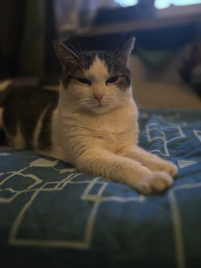 Solsith - #pokazkota #spaslak okupacja kocyka (￣෴￣)