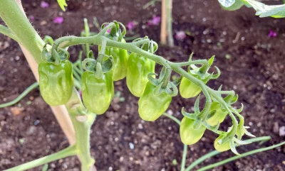 asdfghjkl - Rośnijcie w siłę ( ͡º ͜ʖ͡º) #ogrodnictwo #pomidory