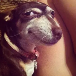 youngP - @Jestem_Tutaj: fajny piesek