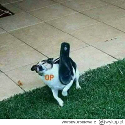 WyrobyDrobiowe - @Drom