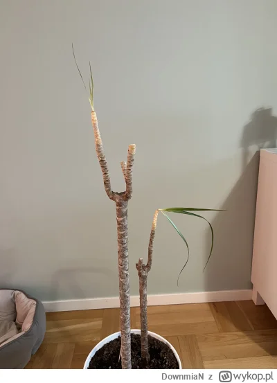 DownmiaN - Od zawsze lubiłem zajmować się kwiatami i ogólnie zielenią. Sąsiedzi wysta...