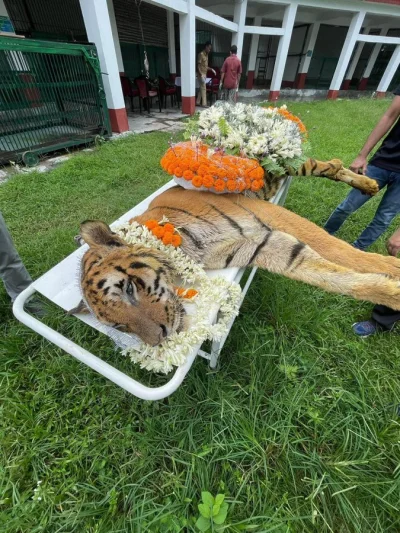 jedrzejk - Nie zapomniałem, po prostu byłem na meczu, a tam się nie klika tygrysów w ...
