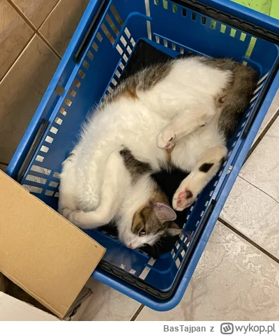 BasTajpan - Mam niedobór cukru, więc kupiłem coś słodkiego #koty #pokazkota #kitku