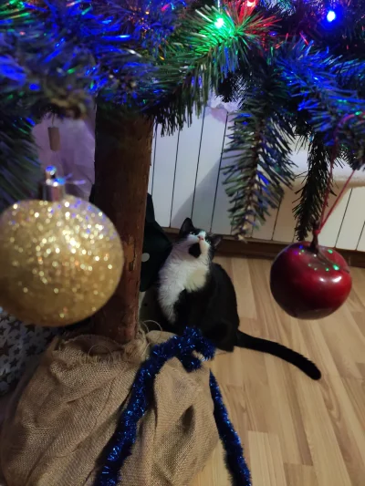 Rosinante - @Tyrande teraz ją ignoruje w sumie, ale pierwszy rok jak była u nas to w ...