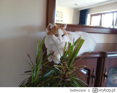 balbezaur - Kocur oczywiście niewinny nie wiadomo kto wp*erdopił kwiatka ale smaczny ...