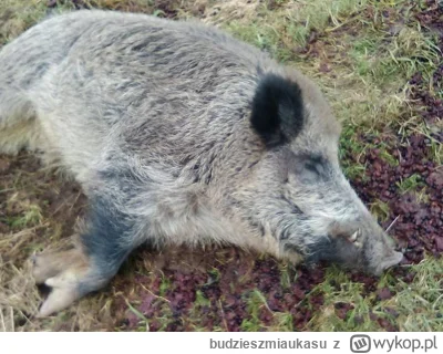 budzieszmiaukasu - Lewandowski - 8 razy królem strzelców Bundesligi, teraz pewnie La ...