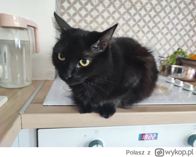 Polasz - @kachuha: jestem ( ͡° ͜ʖ ͡°)