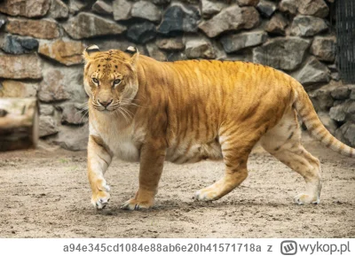 a94e345cd1084e88ab6e20h41571718a - @milo1000: 
 ludzka pula genetyczna nie jest duża
...