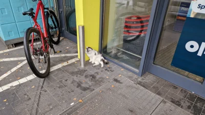 impact18 - #koty 
Mircy, dajcie mi siłę żebym nie uległ i nie wziął biedronkowego kot...