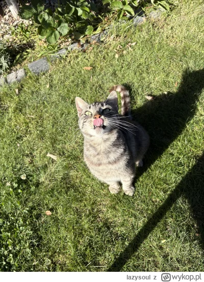 lazysoul - Nie pokazuj języka bo… #kitku #pokazkota