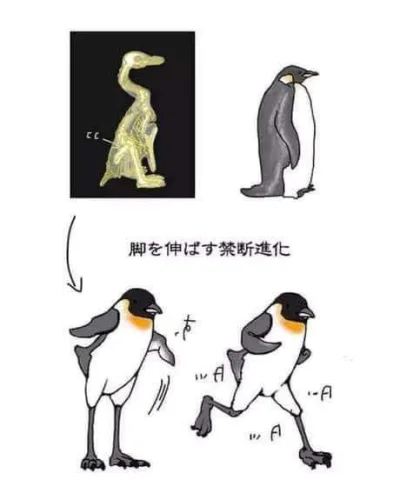 grzes_wu - #pingwiny