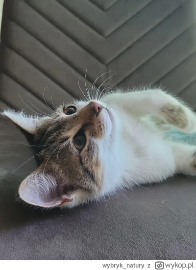 wybryk_natury - #pokazkota #koty