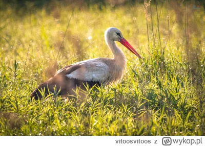 vitoosvitoos - Ależ mi się pięknie ustawił.

Zainteresowanych zapraszam na blog https...