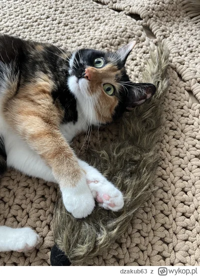 dzakub63 - #pokazkota  Dostała zabawkę z kocimiętka i chyba się ućpała