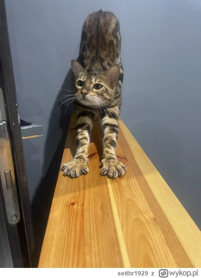 seithr1929 - @Solsith ten dżentelmen też nie lubi( ͡° ʖ̯ ͡°)