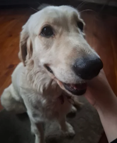 bo-banley - #pieseczkizprzypadku #psiur