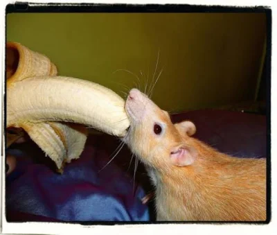 Ghost2 - @Schwarzfahrer: chyci i nie puści

po kim ty taki chytry