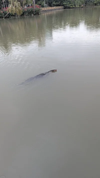 vulcanitu - Forfiter kurde