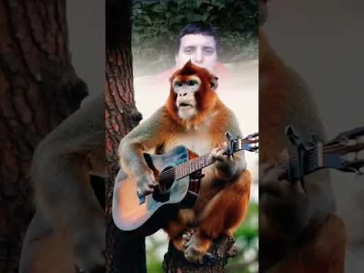 powsinogaszszlaja - @CipakKrulRzycia: Małpy zatrudnią.( ͡° ͜ʖ ͡°)